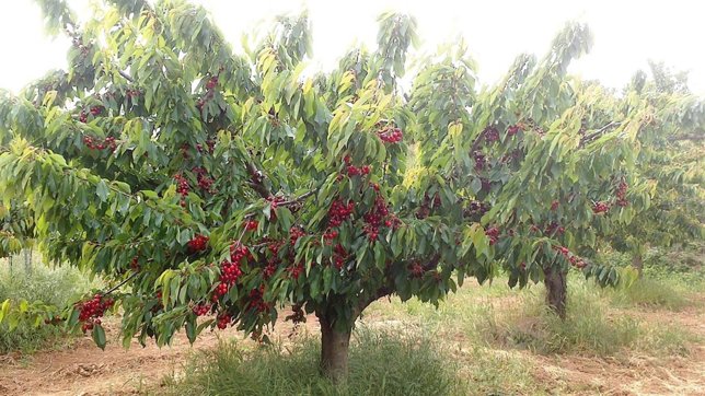 Imagen de uno de los cerezos de las Caderechas