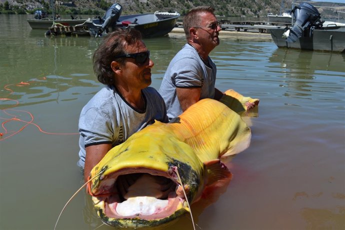 El ejemplar ha sido capturado en el río Segre