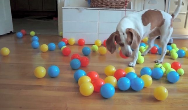 Maymo con 100 pelotas de colores