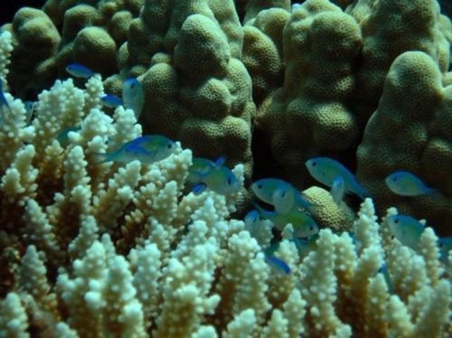 Peces tropicales en un arrecife de coral