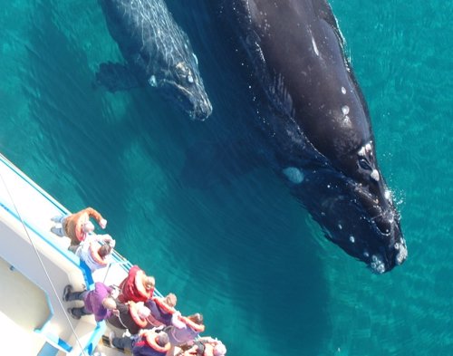 Avistamiento de ballenas en Argentina