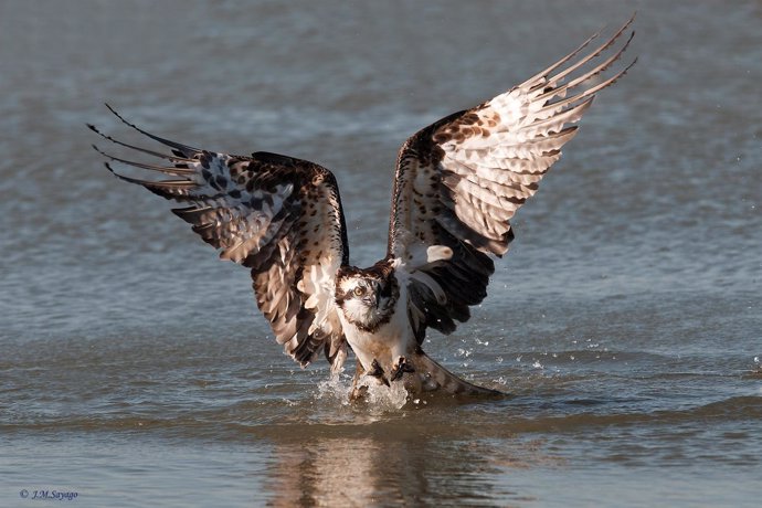 Águila pescadora, en la Laguna Primera de Palos. 