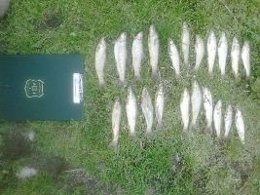 Fotografía de truchas interceptadas en la Cerdanya