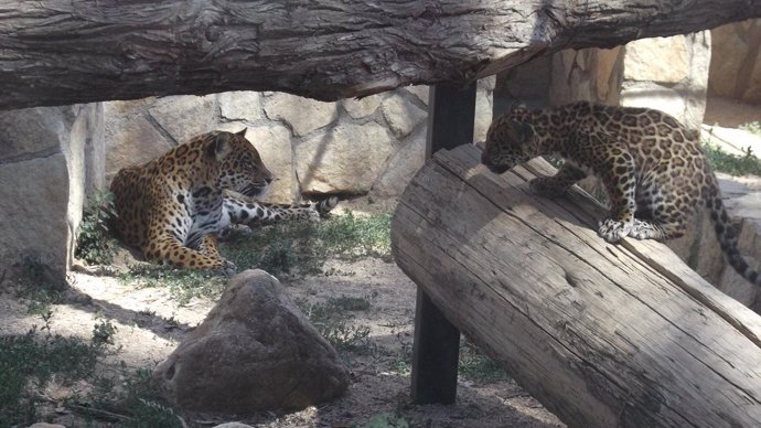 Jaguar en el Safari