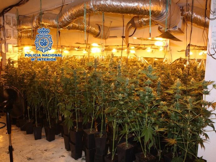 Plantación de marihuana, en Cúllar Vega