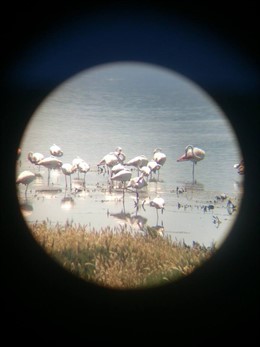Flamencos Laguna Fuente de Piedra