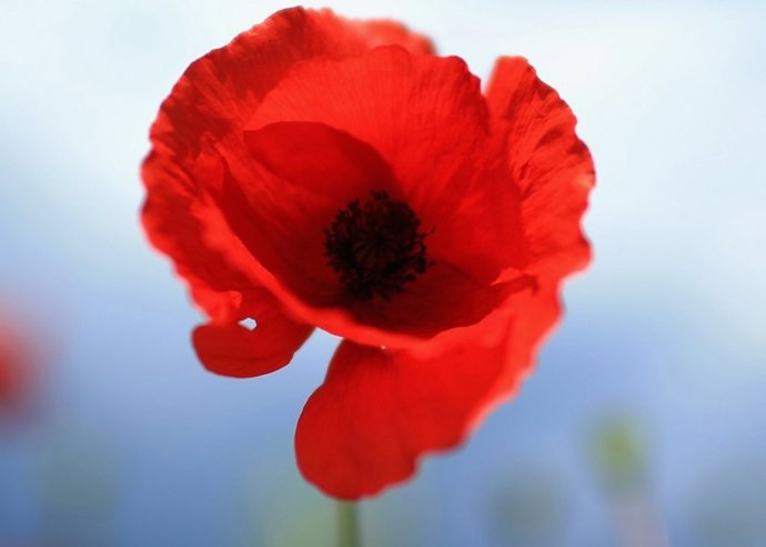  Wild Poppies Bloom At Blackstone Farm Fields