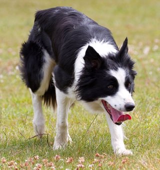 Border Collie, la raza de perros más inteligente
