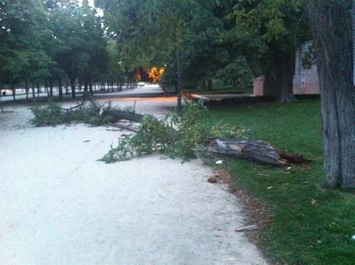 Rama caída en el Retiro