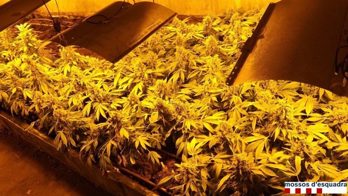 Plantación de marihuana en Cassà de la Selva
