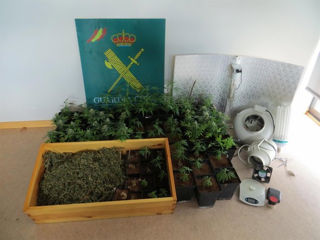 Marihuana intervenida en una vivienda en Oleiros (A Coruña)