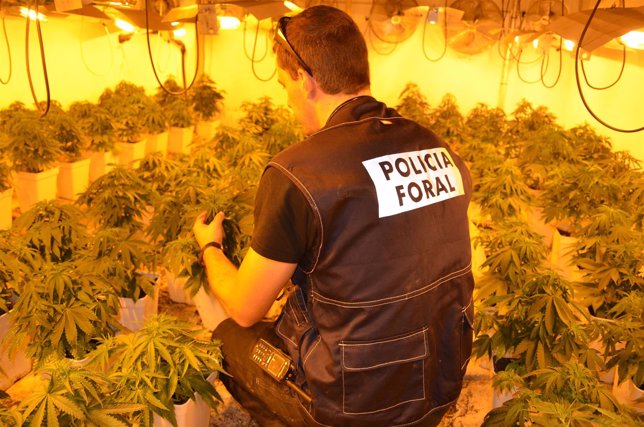 Policía Foral desmantela una nave con 400 plantas de marihuana.