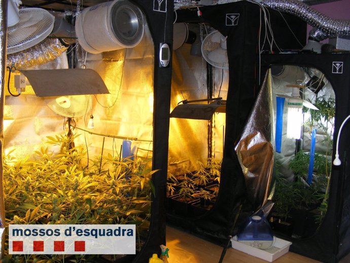 Plantación de marihuana en un piso de Les Borges Blanques