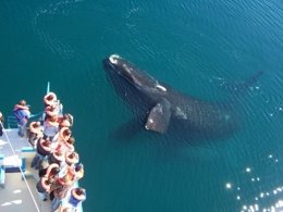 Avistamiento de ballenas en Argentina