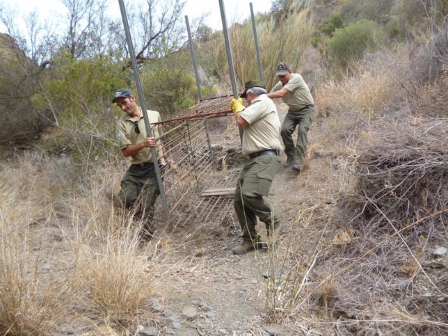 Retirada de una jaula para la caza furtiva en el Parque Natural Cabo de Gata
