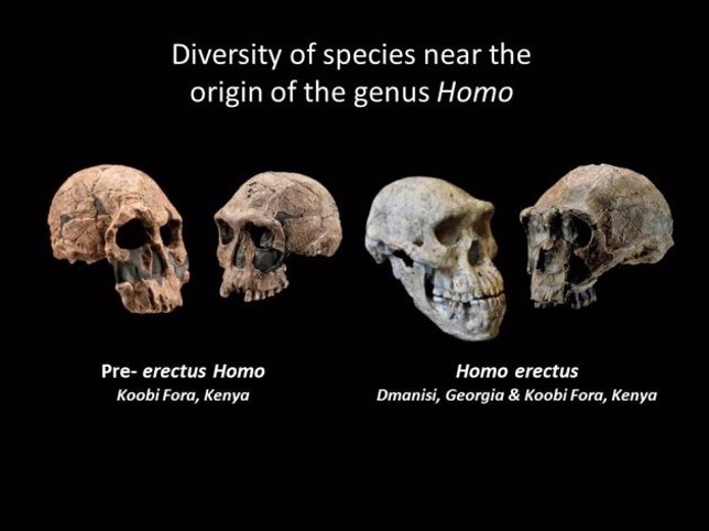 Evolución del género homo