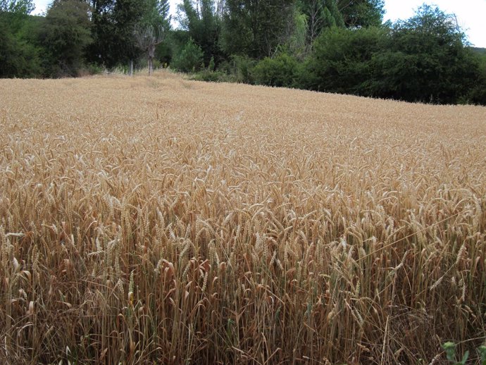 Campo De Cereales, Trigo, Cultivos, Rural