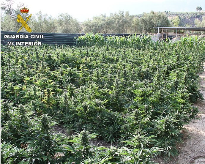 Una de las plantaciones intervenidas 