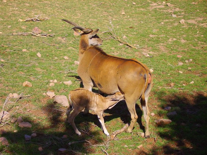 Imagen de los elands del Cabo