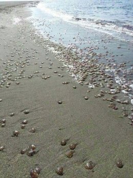 Plaga de medusas en las playas de Carboneras