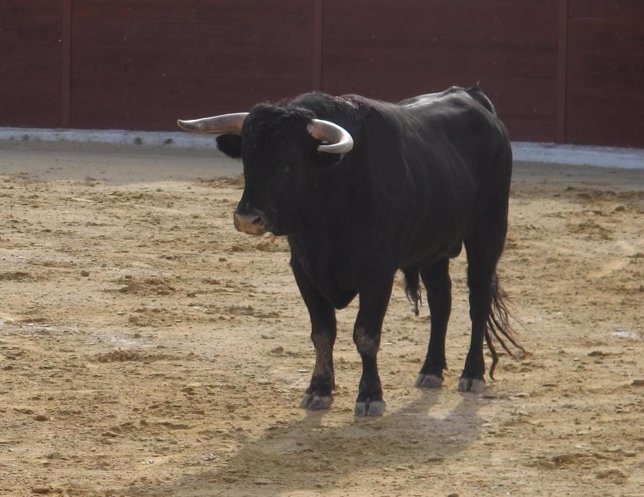 Toro, festival taurino