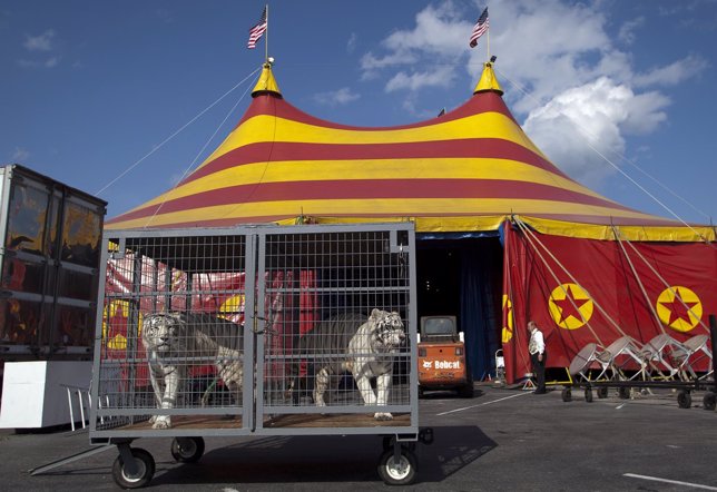 Tigres de Bengala en un circo