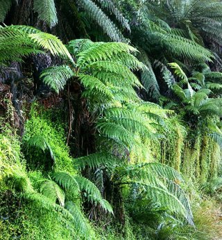 Plantas