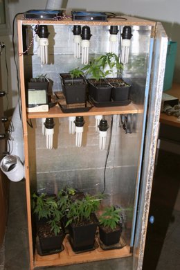 Plantas de marihuana encontradas en el inmueble