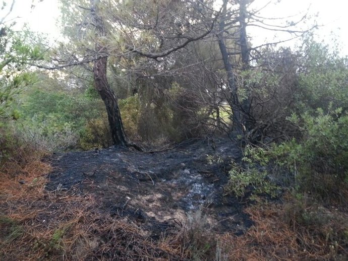 Pinada del Saler afectada por el fuego 