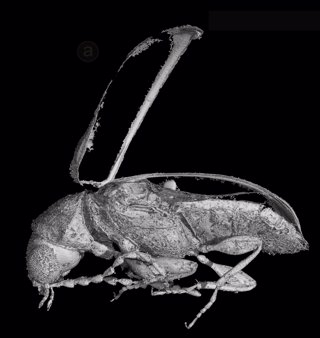 Uno de los escarabajos del Cretácico encontrados en Utrillas
