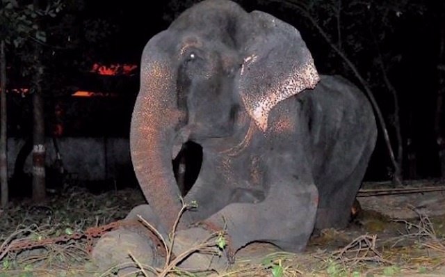 Raju, el elefante que llora después de 50 años encadenado