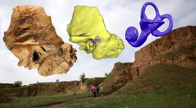 Oído interno neandertal en un cráneo de humano moderno