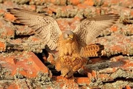 Cernícalos primilla