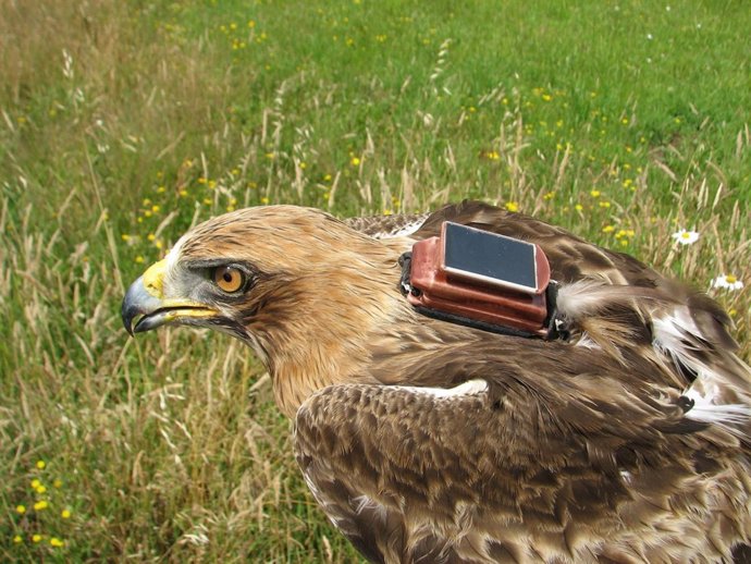Águila calzada marcada con emisor GPS-GSM