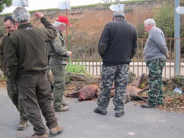 Jabalíes Abatidos En Una Cacería