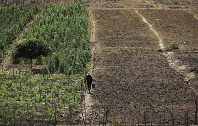Agricultora en un campo de tomates (2012).