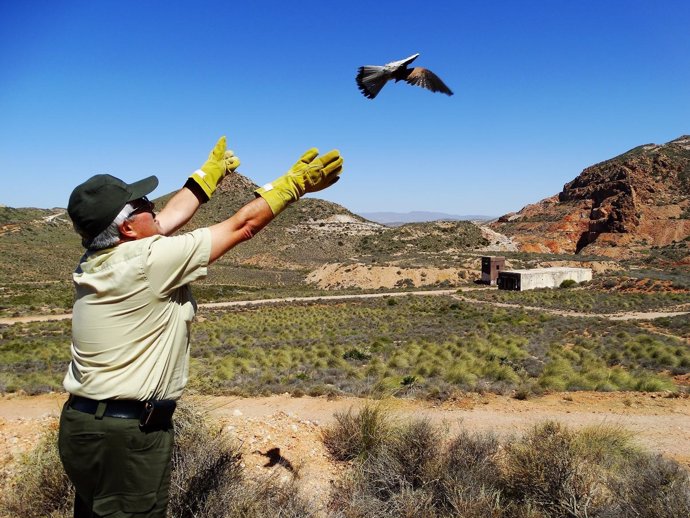 Un agente de Medio Ambiente lanza un cernícalo al aire en Cabo de Gata