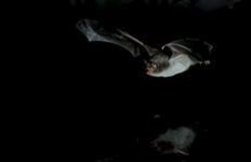 Murciélago Myotis capaccinii