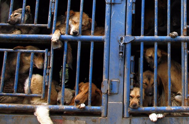El maltrato animal se produce en distintos niveles hasta en perreras municipal