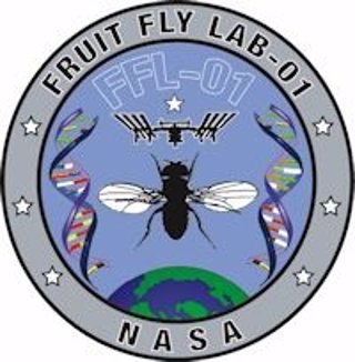 Fruit Fly Lab