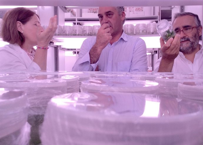 Carnero en el ifapa de chuirriana