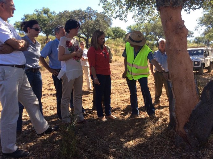 Los montes generarán este año sobre 129.000 jornales en campañas descorche