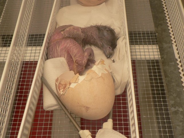 Pollo De Quebrantahuesos