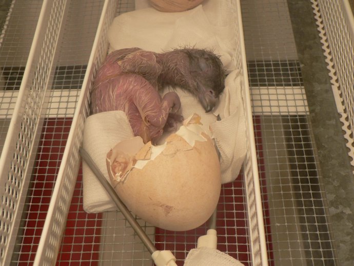 Pollo De Quebrantahuesos