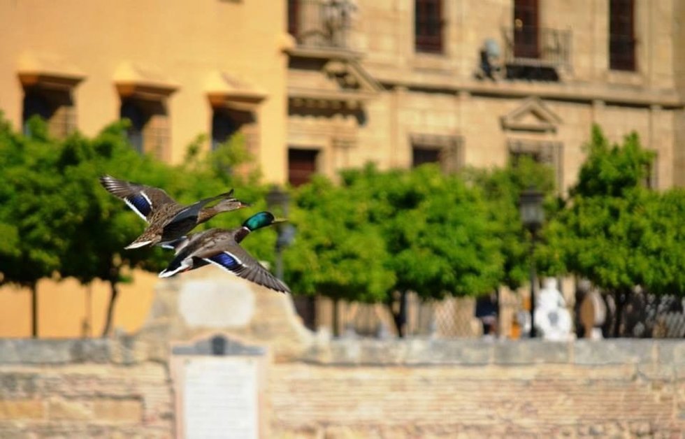 Dos azulones en el casco histórico de Córdoba. SEO/BirdLife
