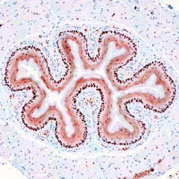 Células del epitelio del esófago de ratón que contienen la proteína NANOG