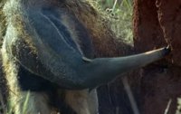 Un cazador muere desangrado atacado por un oso hormiguero en Argentina