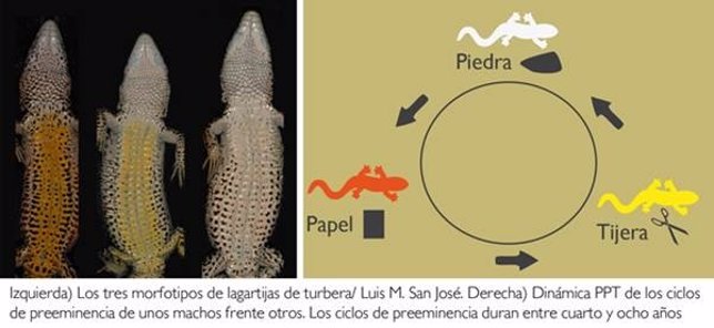 Detalle de los tres morfotipos de lagartija tubera y su proceso reproductivo