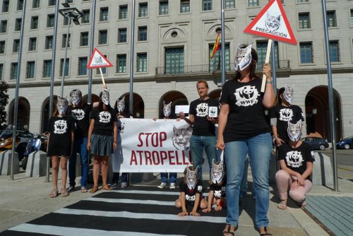 Los 'linces' de WWF piden a Fomento que evite los atropellos en sus carreteras