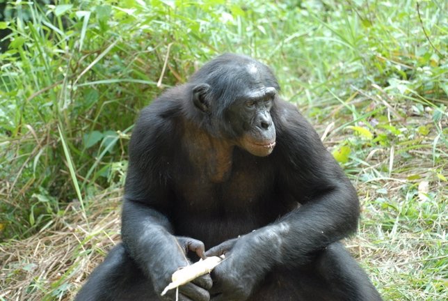 Chimpancé bonobo